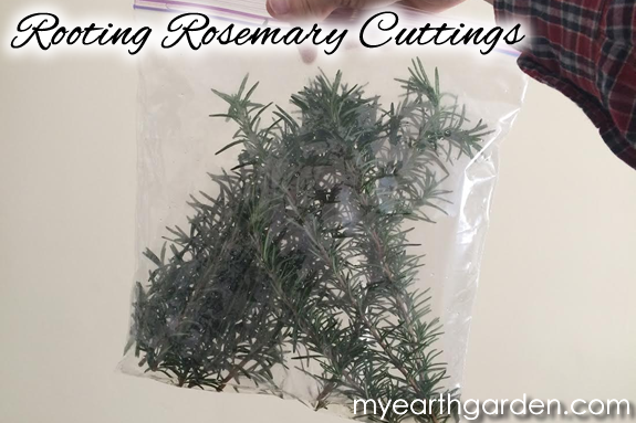 Rooting Rosemary Cuttings