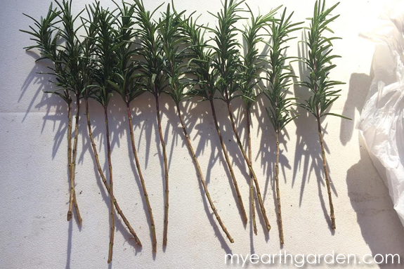 Rooting Rosemary Cuttings