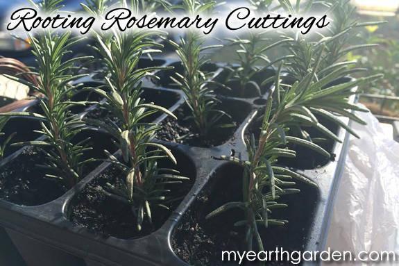 Rooting Rosemary Cuttings