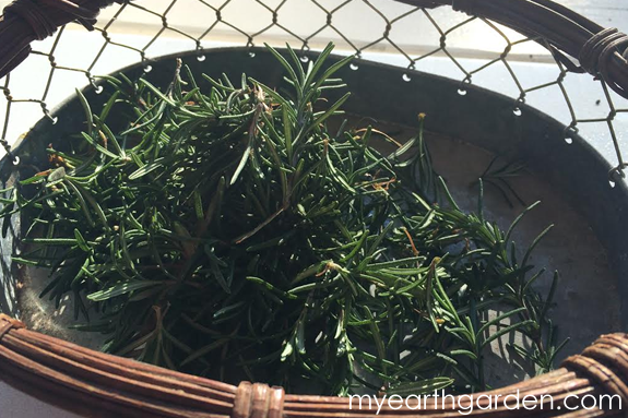 Rooting Rosemary Cuttings