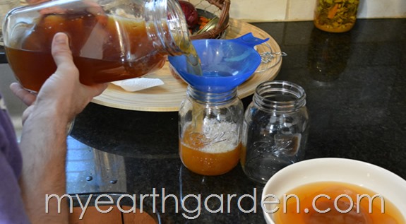 Kombucha | My Earth Garden