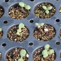 My Earth Garden - Seedlings