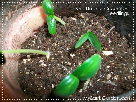 The Red Hmong Cucumber