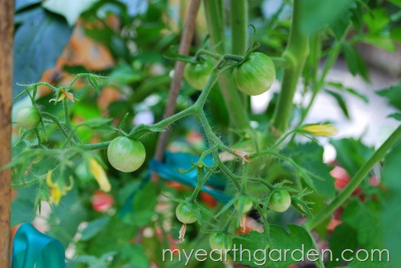 My Earth Garden: Super Sweet 100 Tomatoes