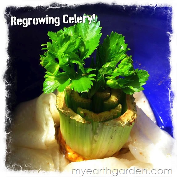 My Earth Garden: Regrowing Celery DAY 18