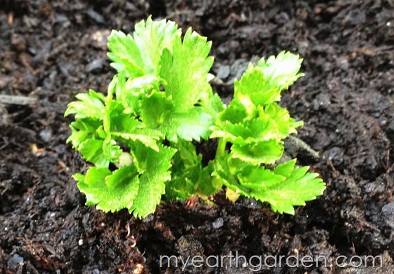My Earth Garden: Regrowing Celery DAY 31