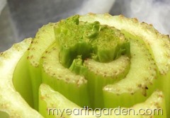My Earth Garden: Regrowing Celery DAY 5