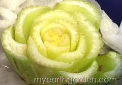 My Earth Garden: Regrowing Celery DAY 1