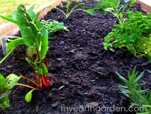 Michael Nolan's Raised Bed Patio Design Plan 2013 Michael Nolan's Raised Bed Patio Design Plan 2013