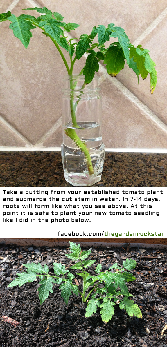 Learn how to regrow a tomato plant from a cutting!