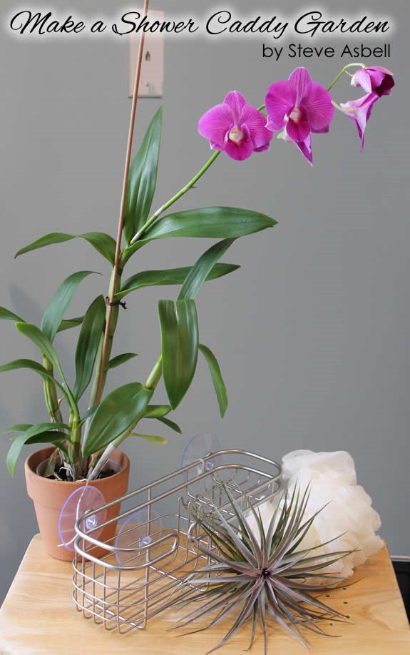 How to Make a Shower Caddy Garden: A Project by Steve Asbell How to Make a Shower Caddy Garden: A Project by Steve Asbell