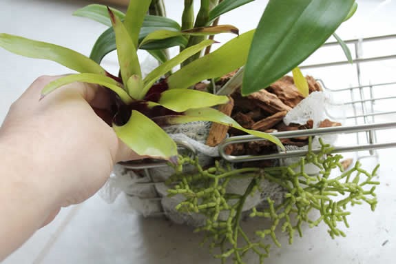 How to Make a Shower Caddy Garden: A Project by Steve Asbell