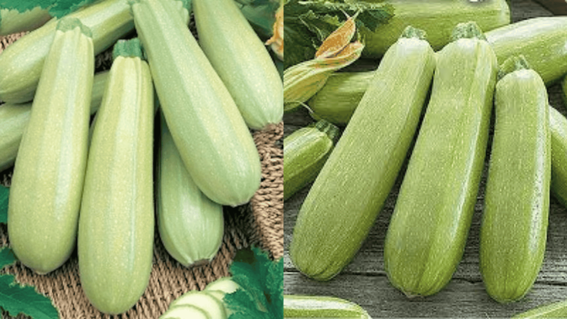 Bianco-Di-Trieste-Zucchini