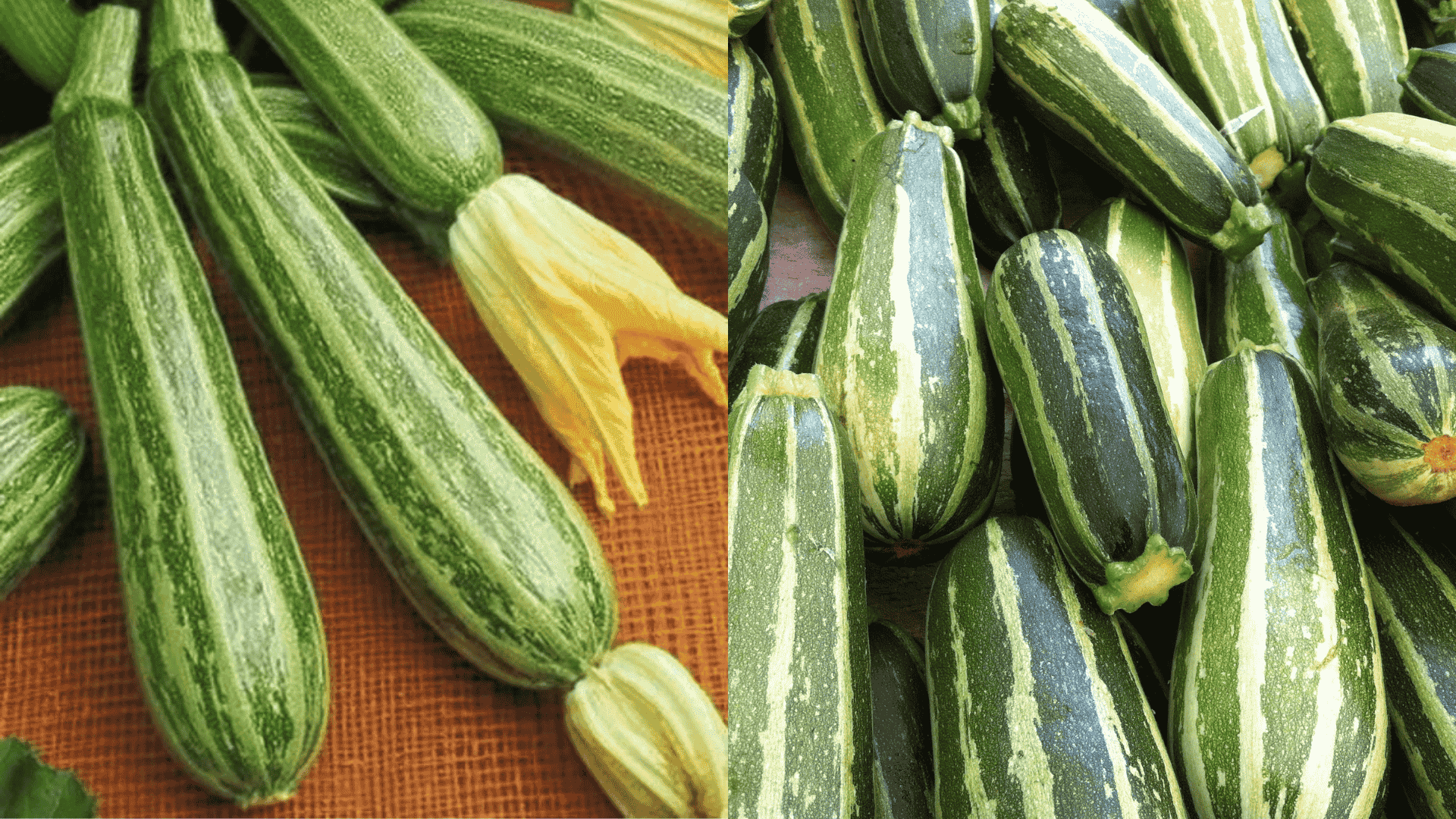 Cocozelle-Zucchini