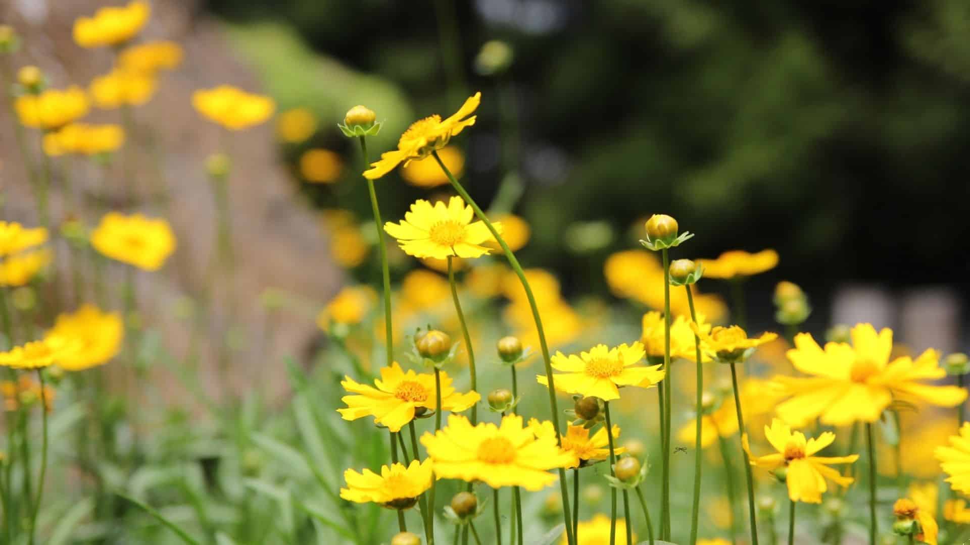 Coreopsis