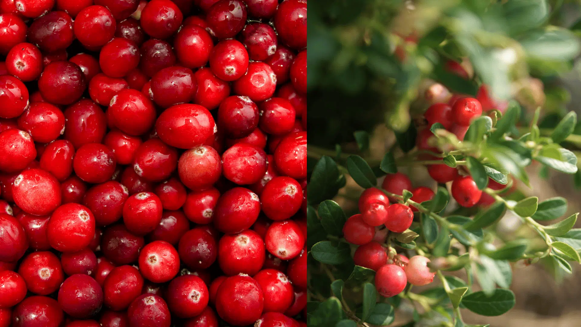 Cranberry-blueberry-companion-plants
