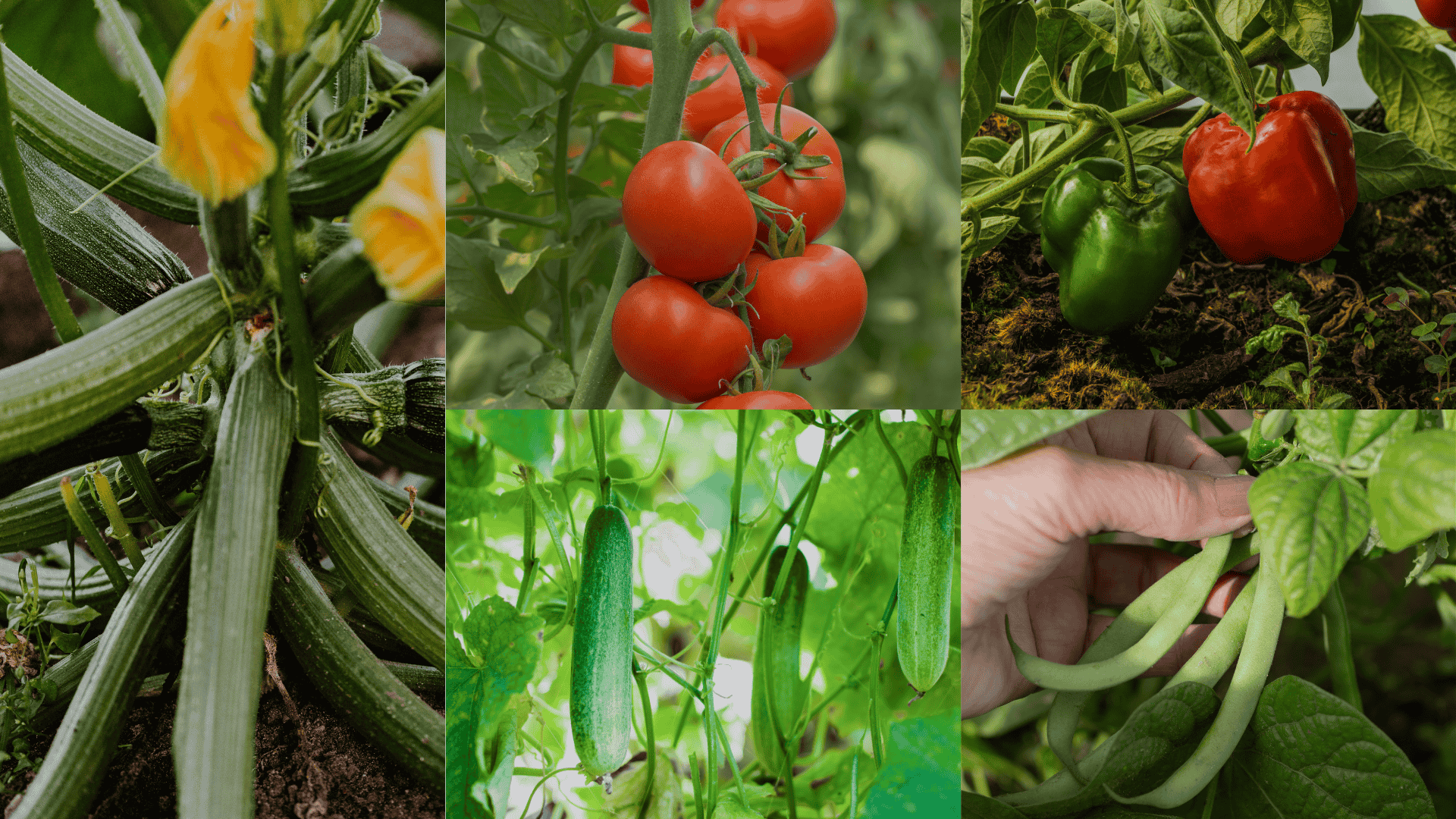 Easy-Vegetables-to-Grow-in-Summer-for-Beginners