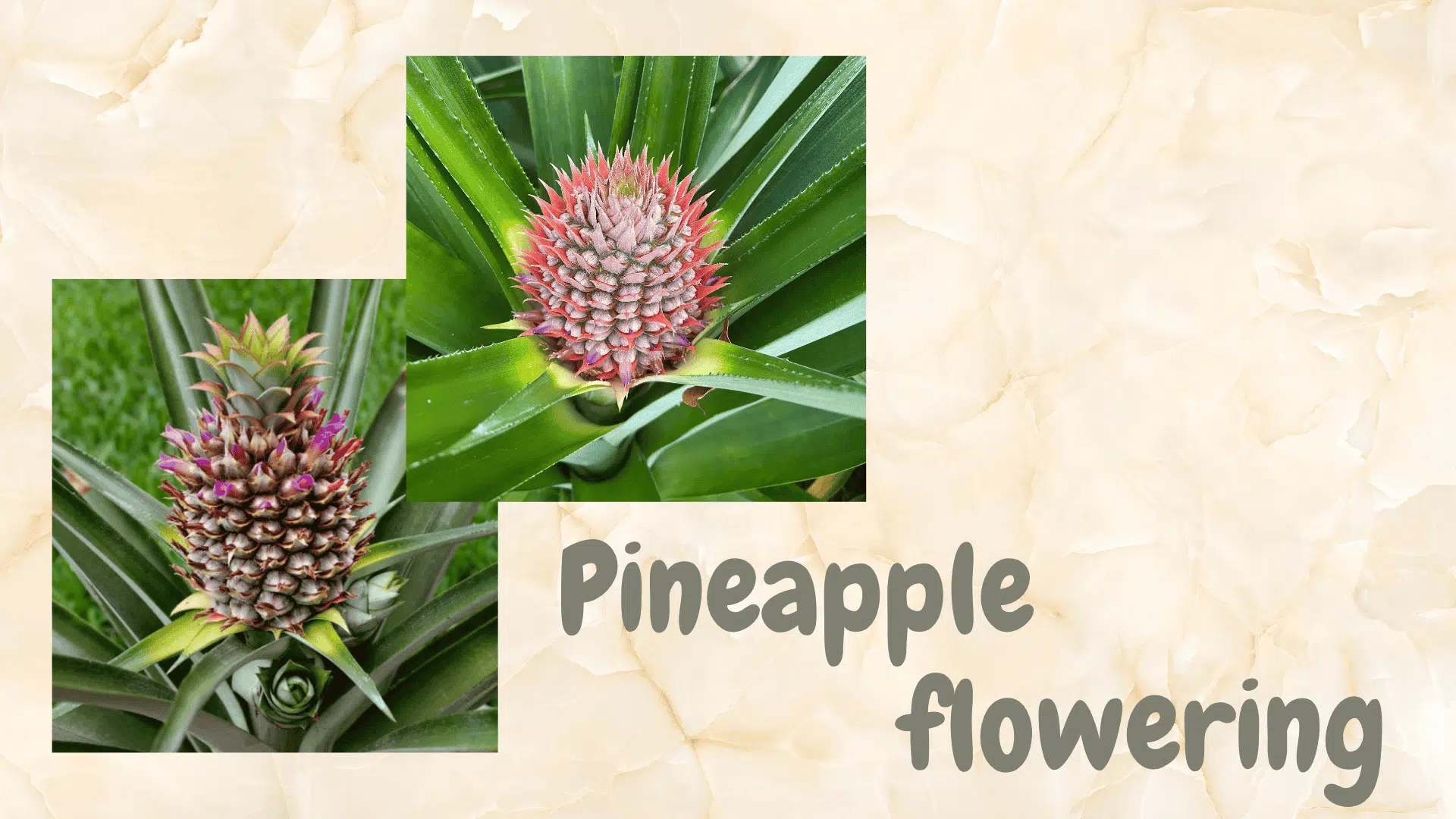 Flowering and Fruit set