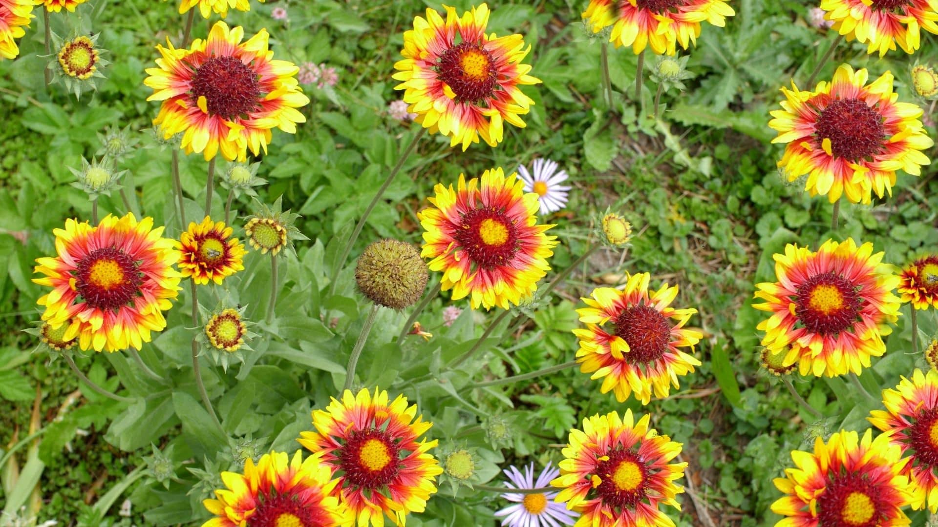 Gaillardia