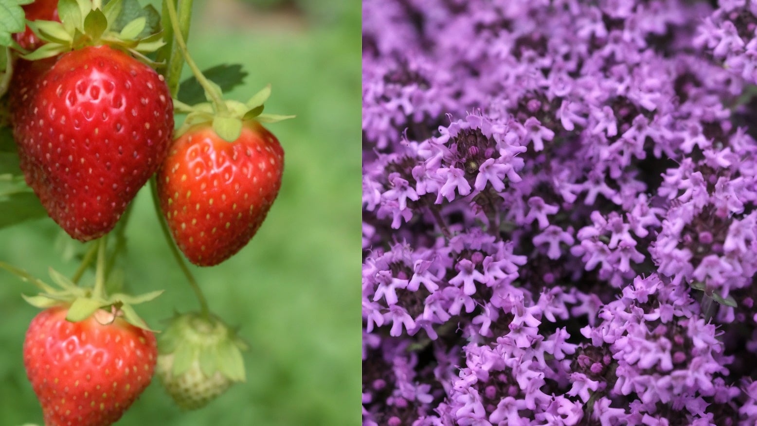 Strawberries and thyme growing side by side, beneficial companion plants for rhubarb that improve pollination and pest control