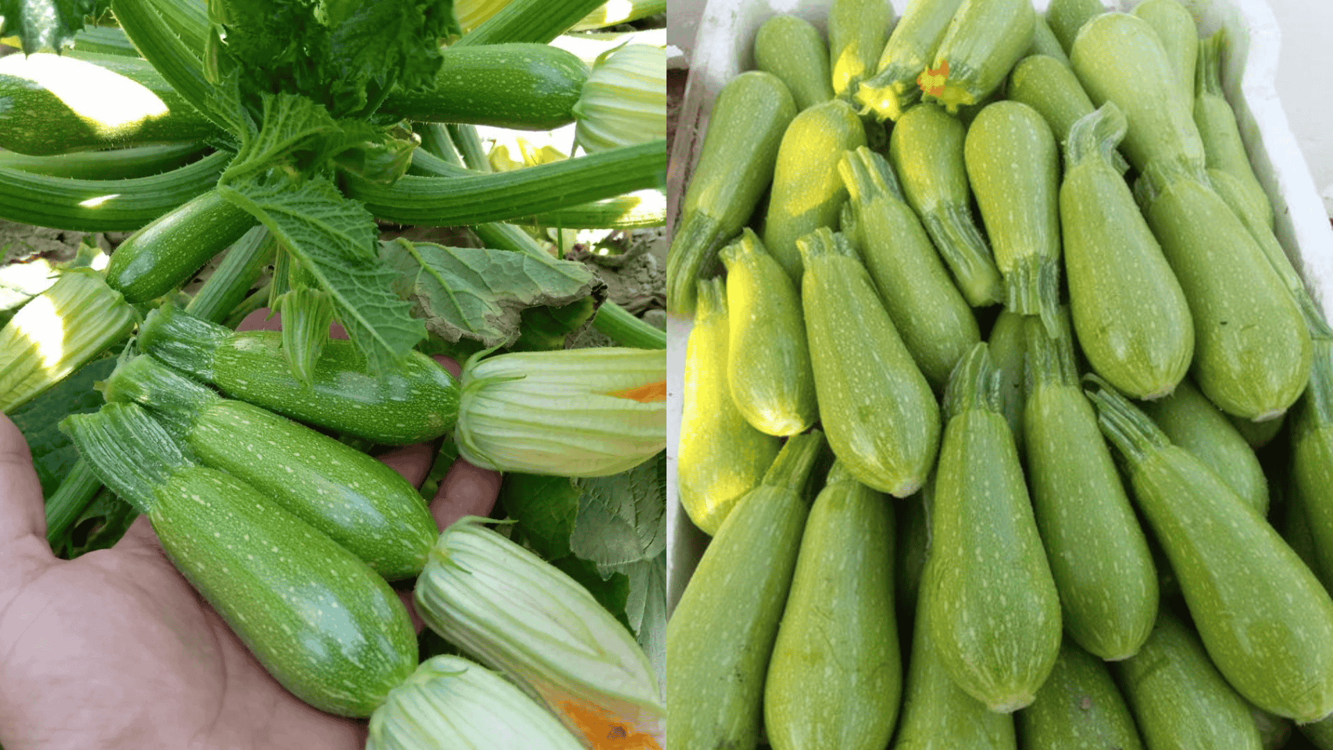 Lebanese-Zucchini