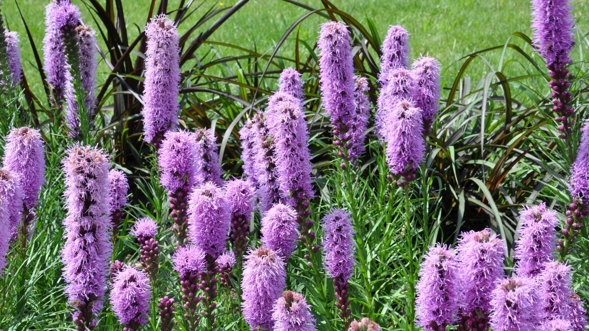 Liatris