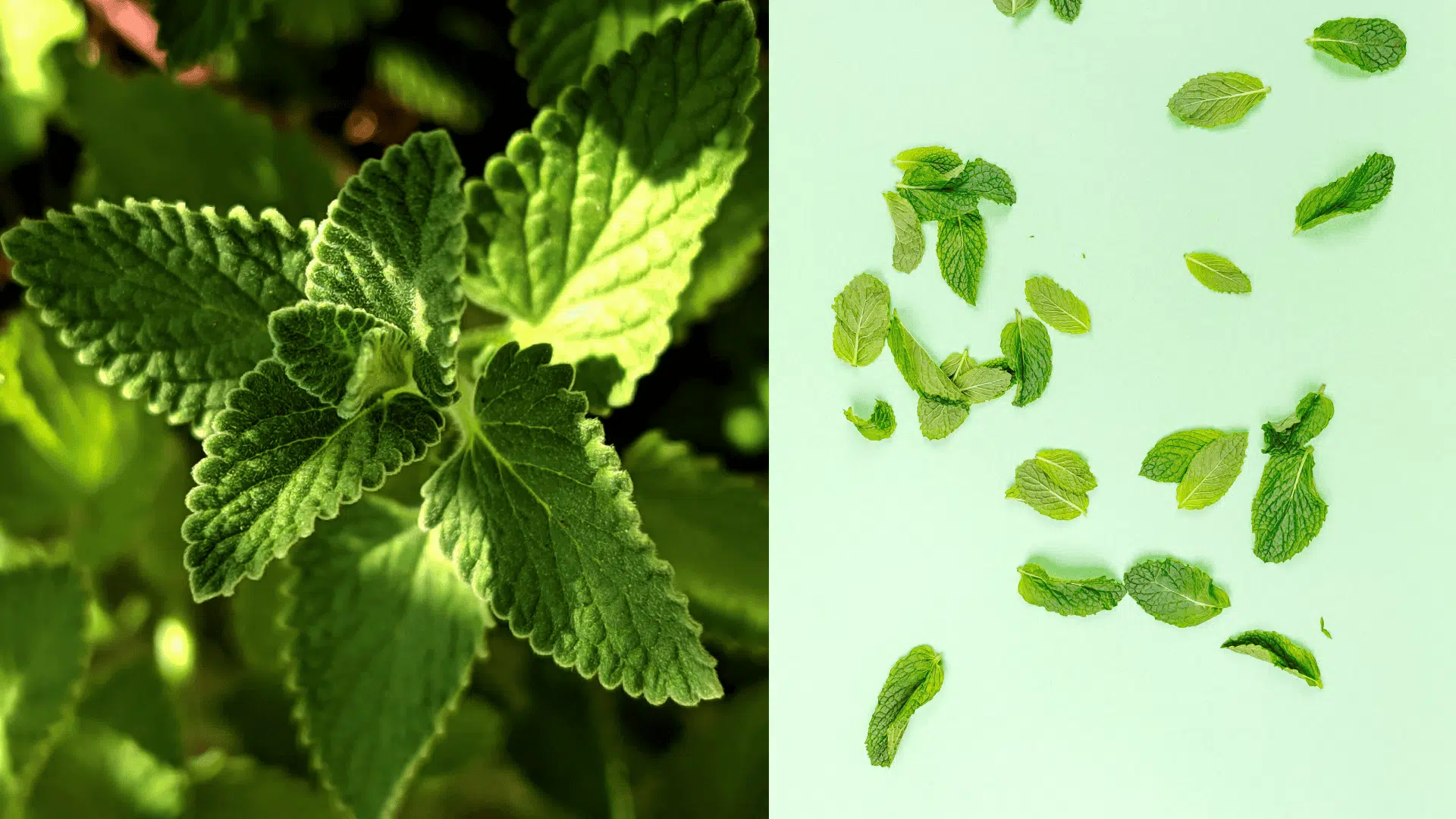 Mint-blueberry-companion-plants