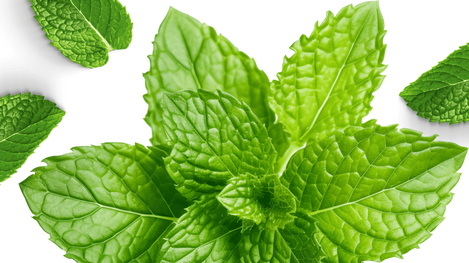 Mint-plant