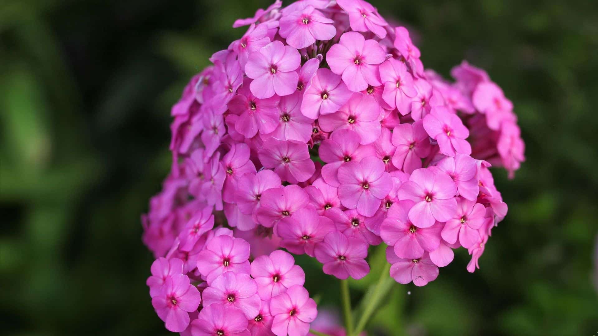 Phlox