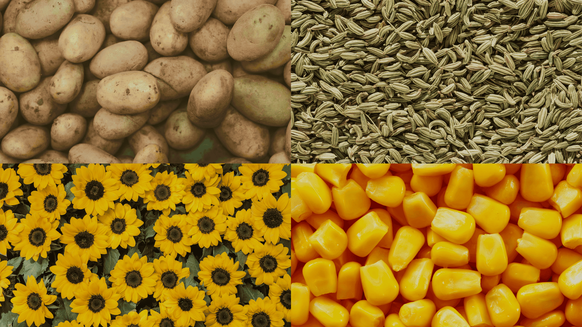 Plants-to-Avoid-Growing-Near-Spinach