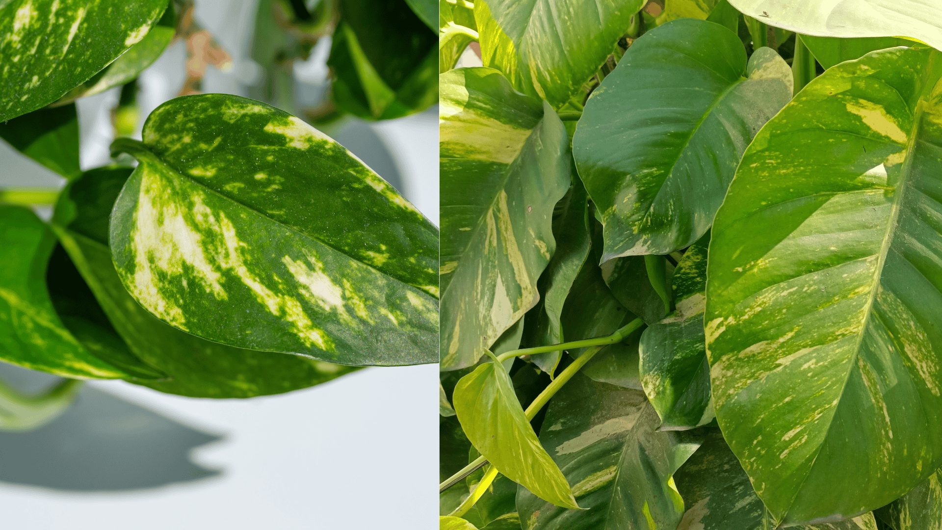 Pothos