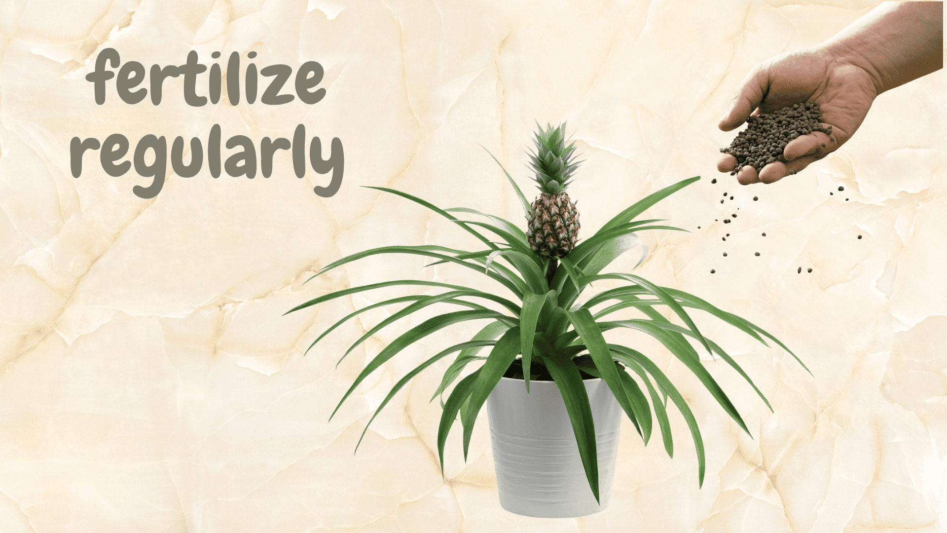 Regular fertilization