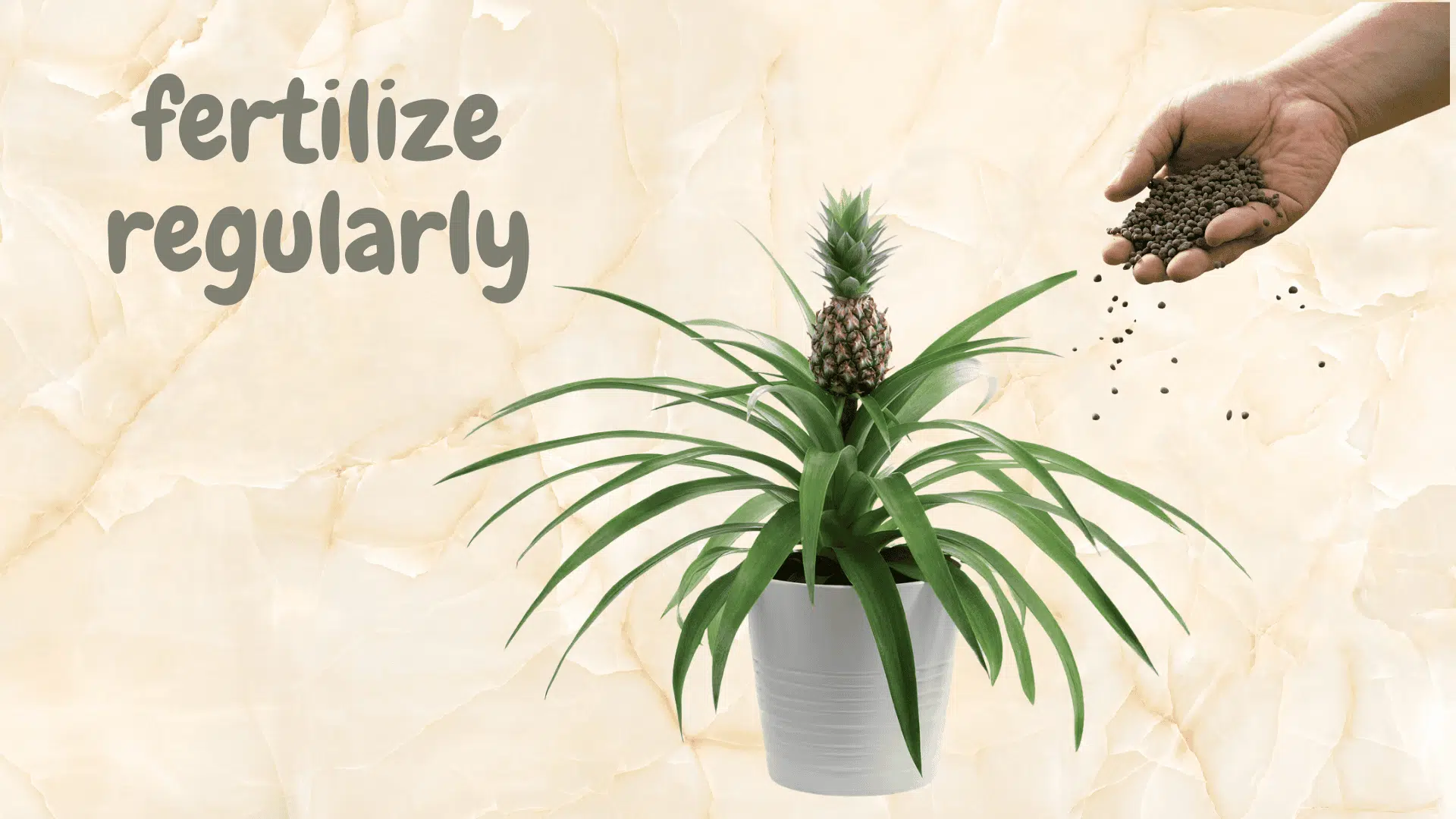 Regular fertilization