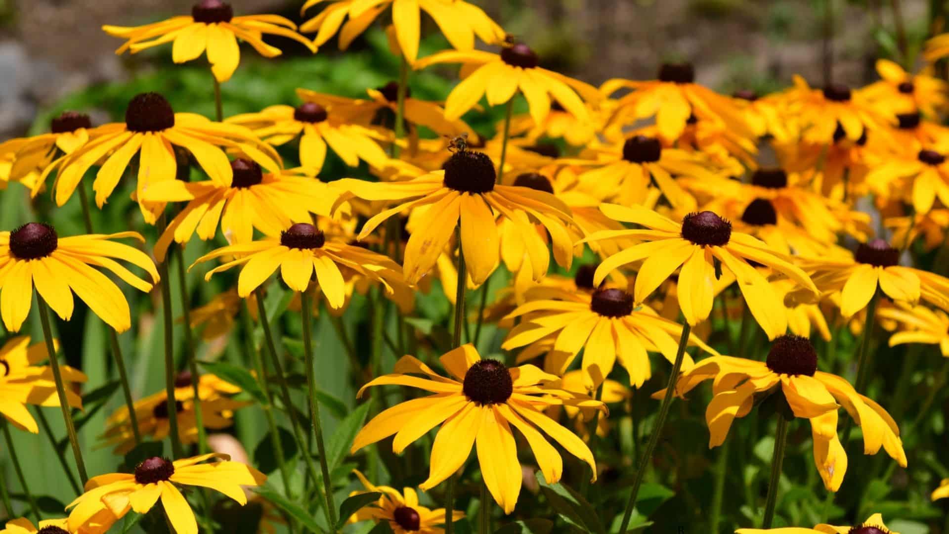 Rudbeckia