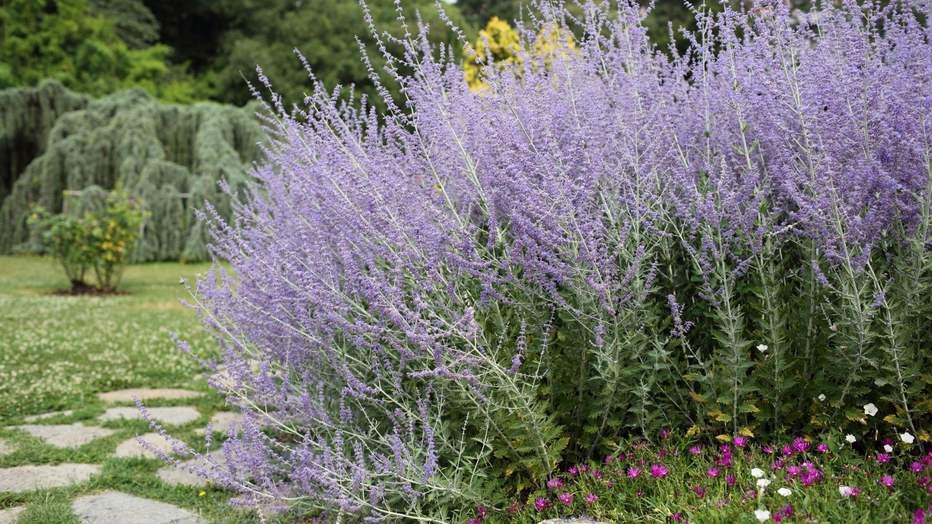 Russian Sage