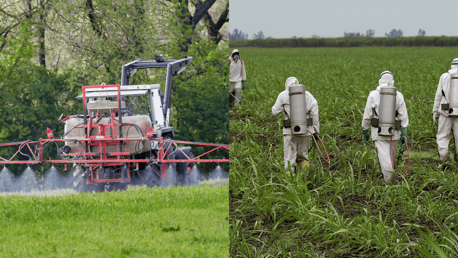 Tractor spraying herbicide and workers using backpack sprayers in a field, showing large-scale and manual weed control methods in farming.
