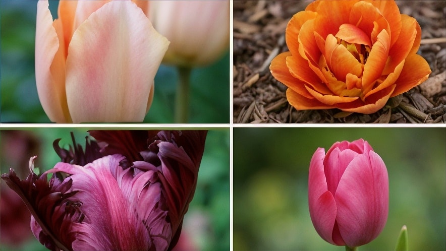 When-Do-Different-Tulips-Bloom
