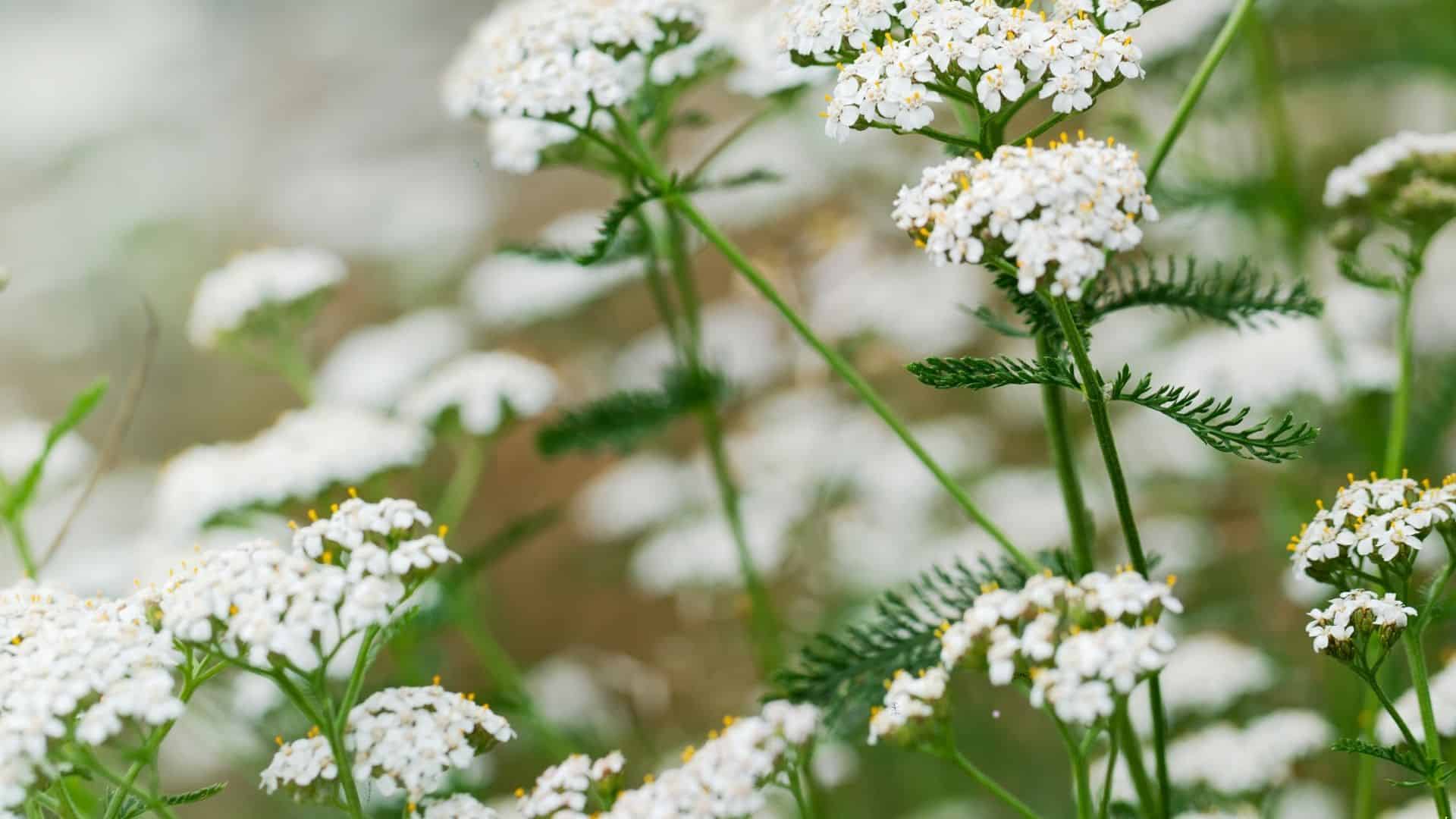 Yarrow