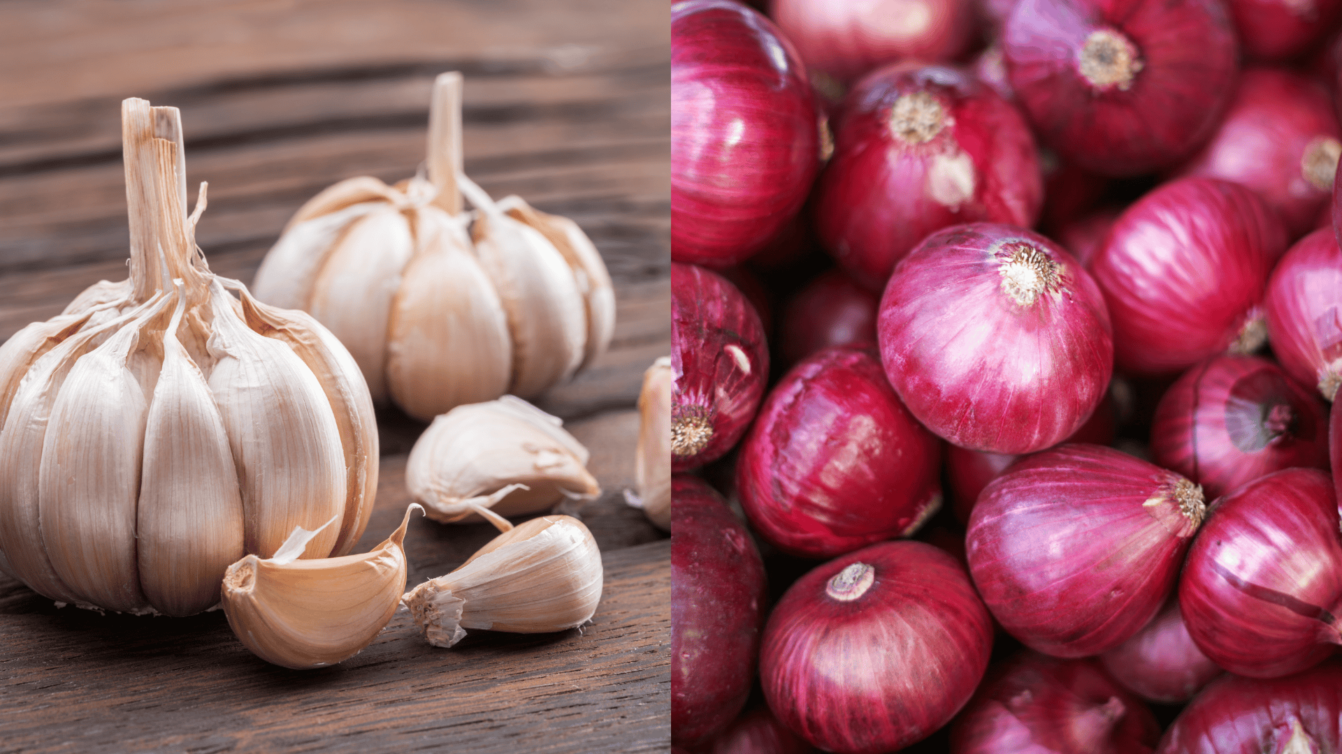 alliums-onions-garlic-chives