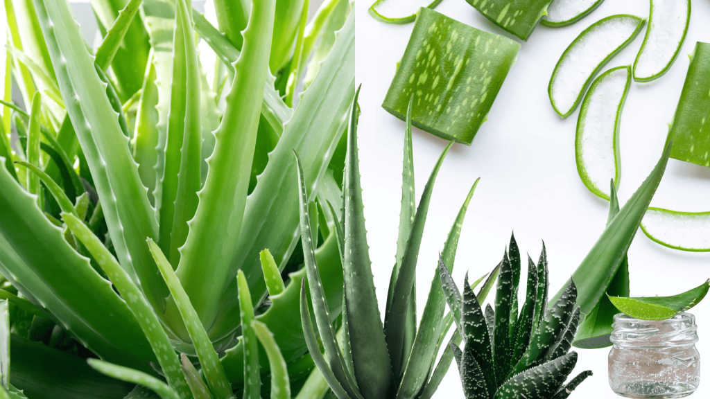 aloe-plant-care