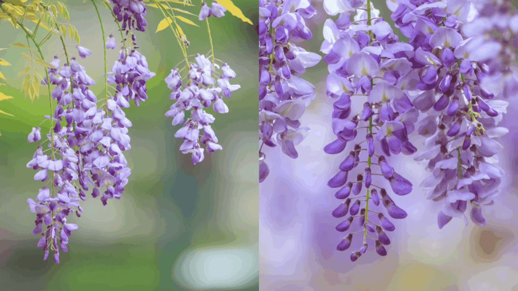 american vs chinese wisteria