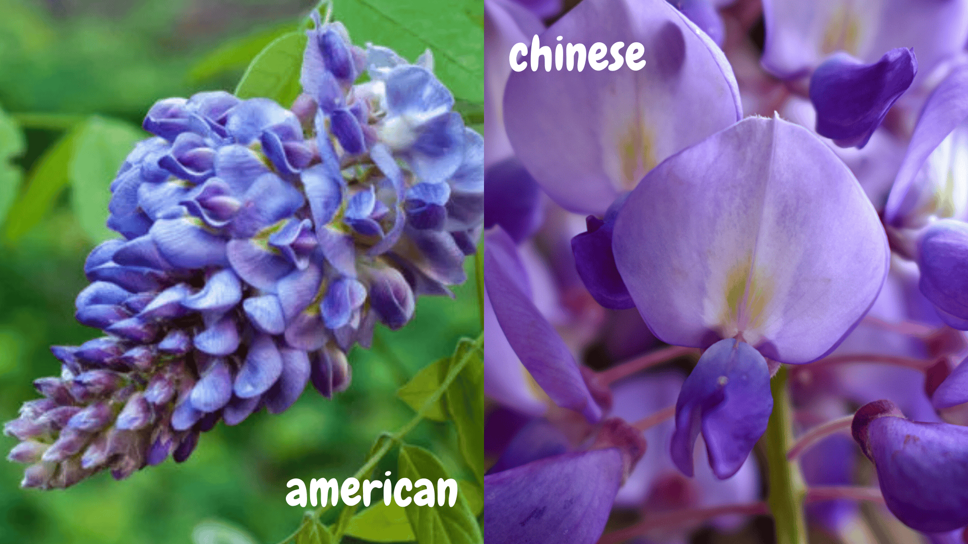 american vs chinese wisteria flowers