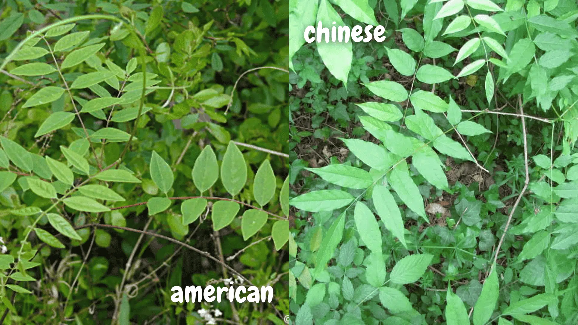 american vs chinese wisteria growth habits