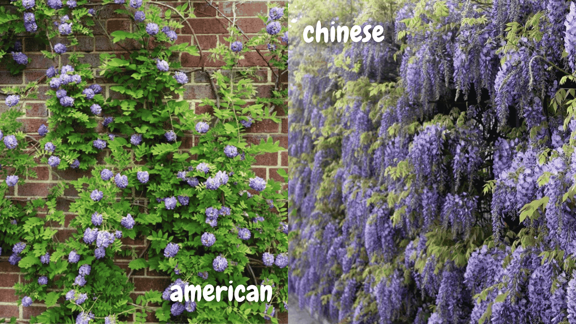 american vs chinese wisteria identification tips