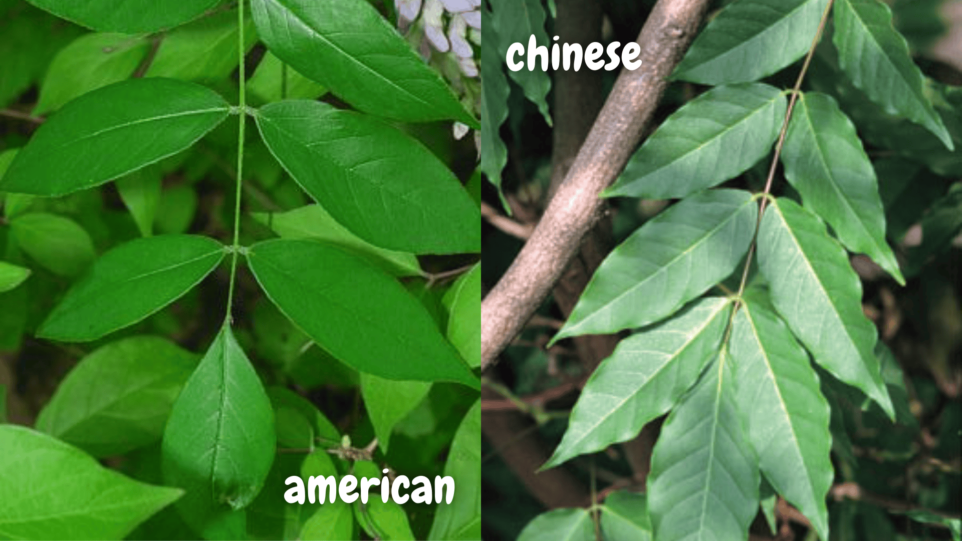 american vs chinese wisteria leaves