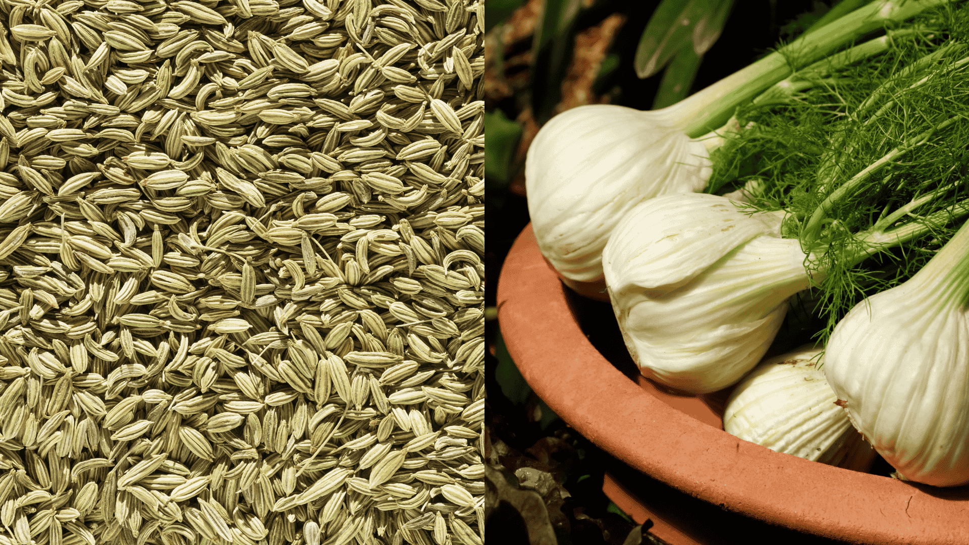 avoid-fennel-near-parsley