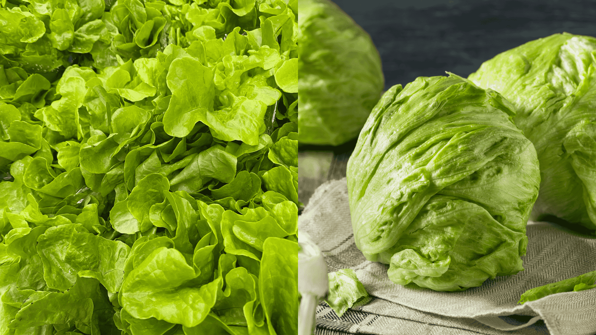 avoid-lettuce-near-parsley