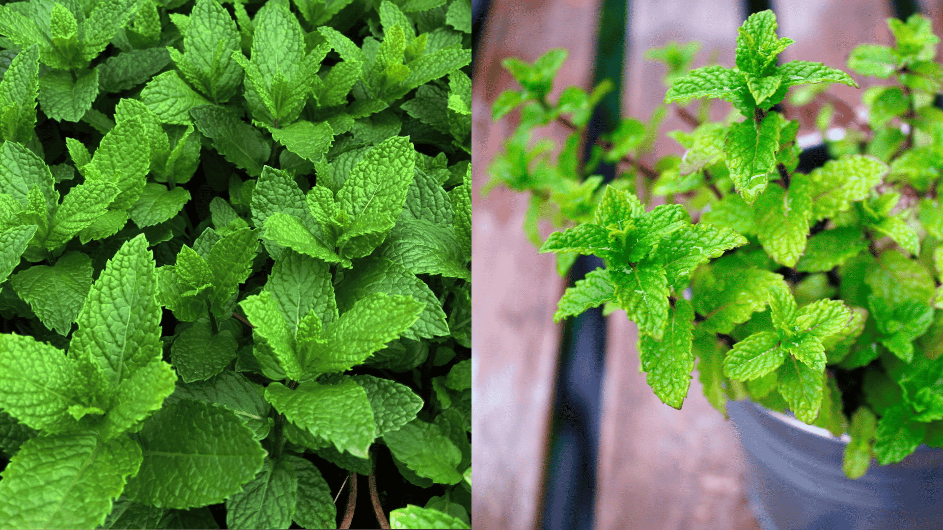avoid-mint-near-parsley