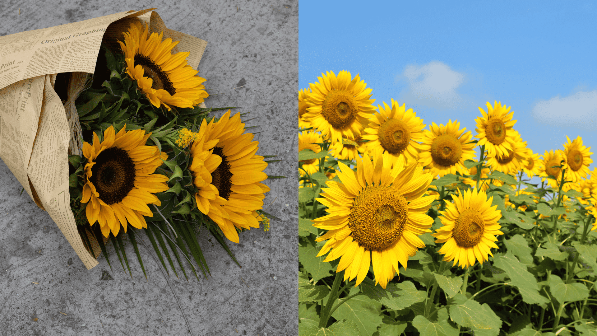 avoid-sunflower-near-parsley