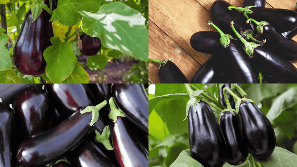 bad-companion-plants-for-eggplant
